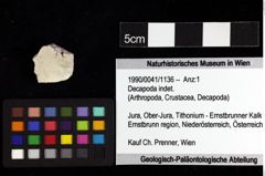 Foto (Objket + Etiketten) von Decapoda indet. 